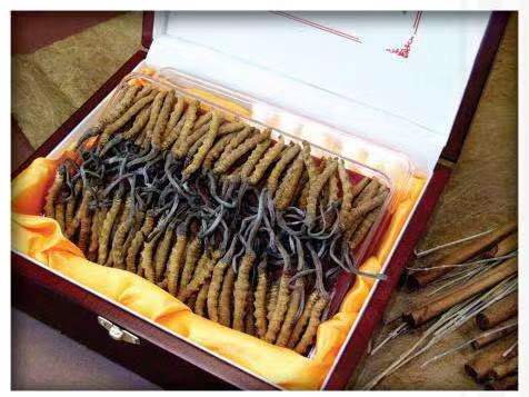 张家川冬虫夏草回收